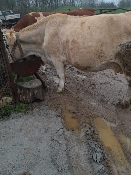 Vand vaca gestanta an 8 luni