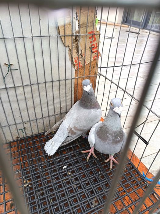 Vând pereche porumbei voiajori italieni tineri