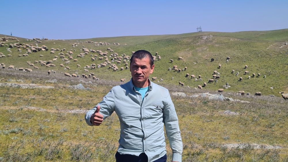 Овцы породы меринос