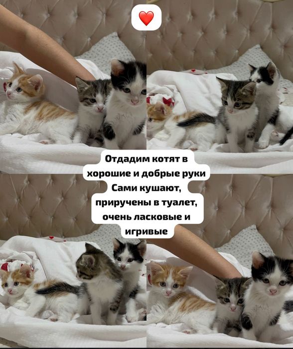 Кошки, котята, мысык