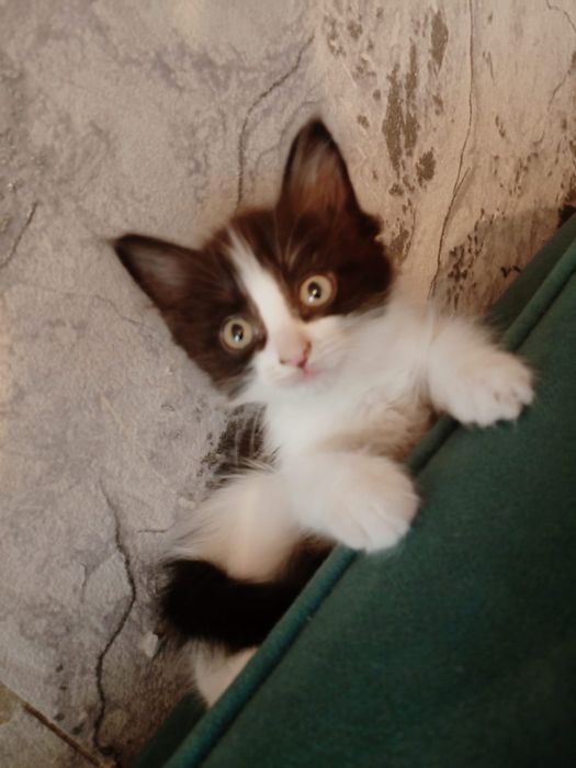 Отдам котят в хорошие руки