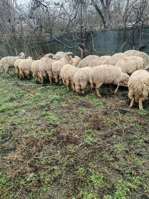 Oi frumoase de vanzare