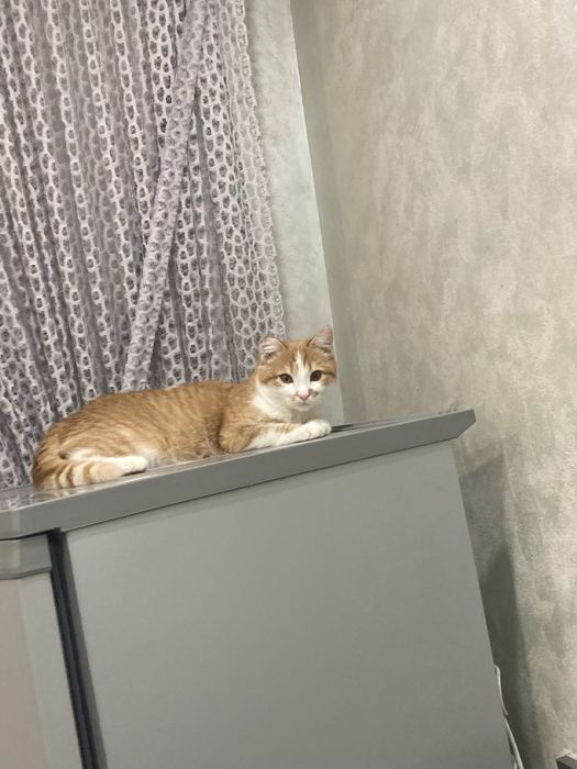 Отдам молодого котика