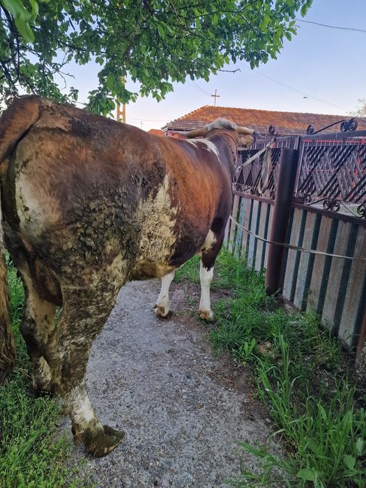 Vând juncă la prima fătare!