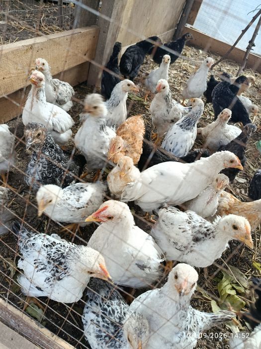 Продам домашних цыплят !