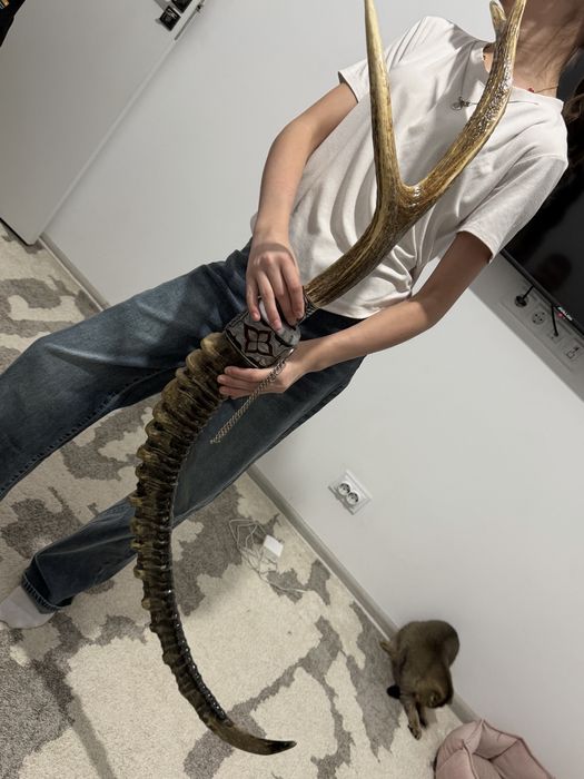 Рога Горный козлых!