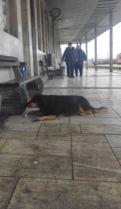 Бубка търси дом!