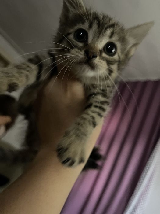 Бесплатно отдам котят