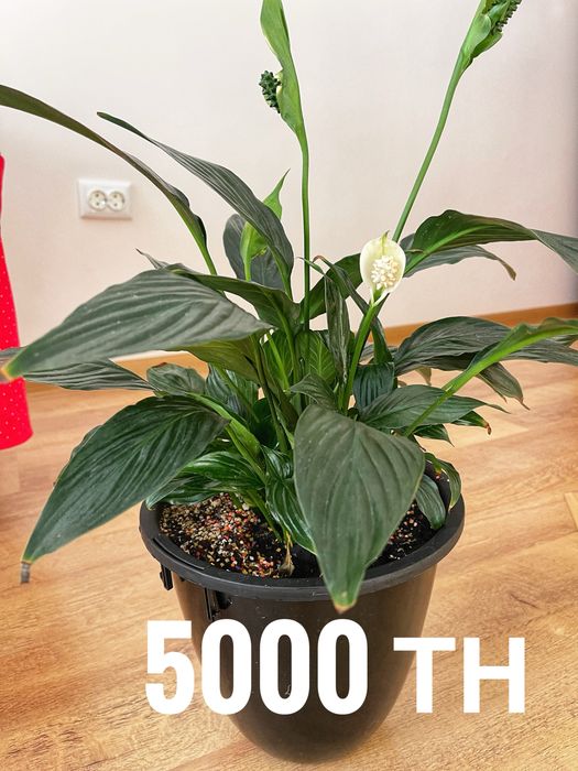 Продаю комнатные цветы