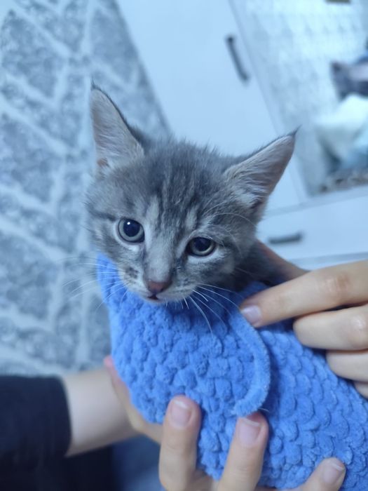Котята милашки...