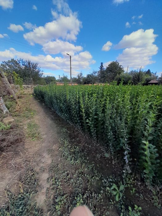 лигуструм овалифолиум за жив плет