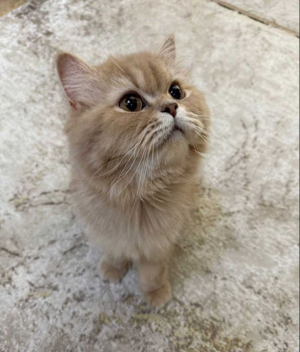Продаются очаровательные породистые котята!