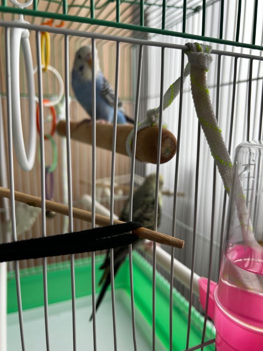 Волнистые попугаи