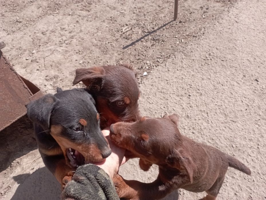 Продам щенков ягдтерьера