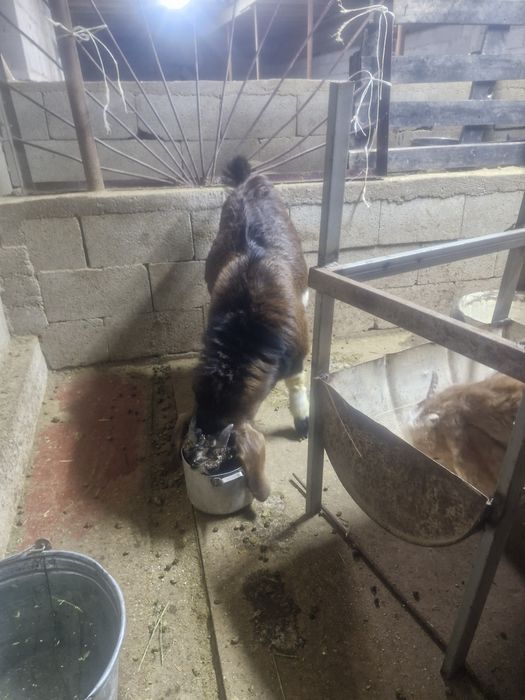 Битал таза ешкилер