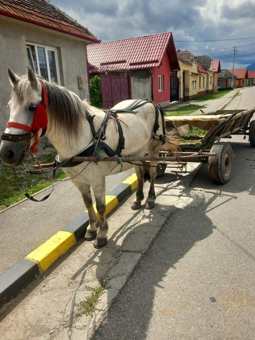 Vând o iapa de 9 ani