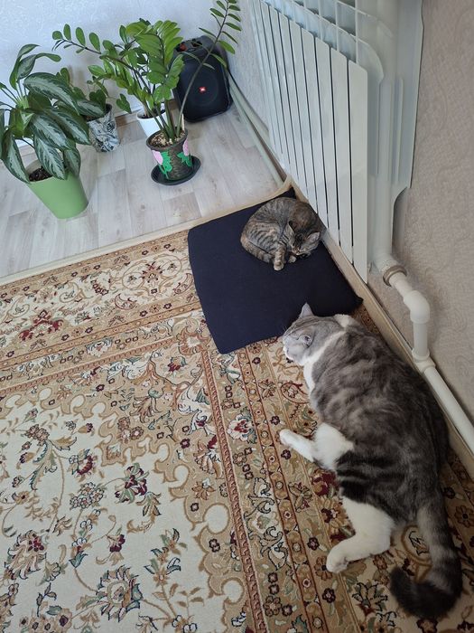 Отдам в добрые руки