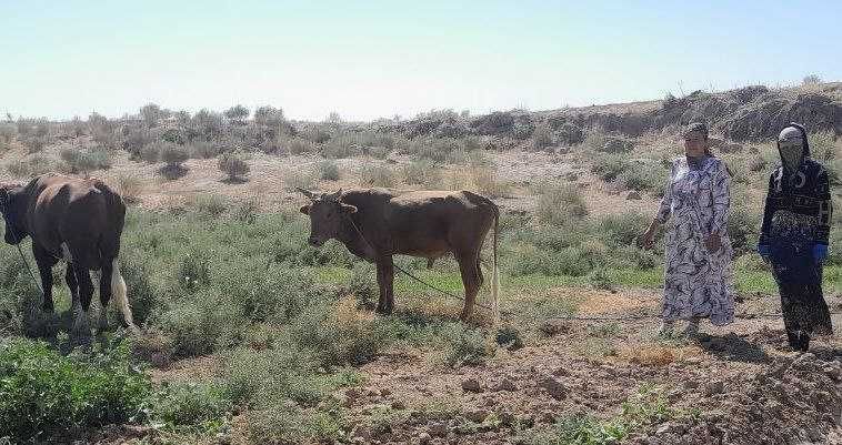 Yirik shoxli qora mol sotish