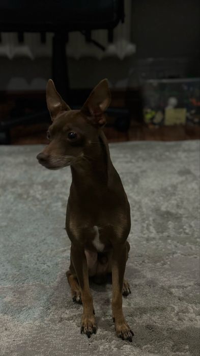 Вязка | Тойтерьер кобель