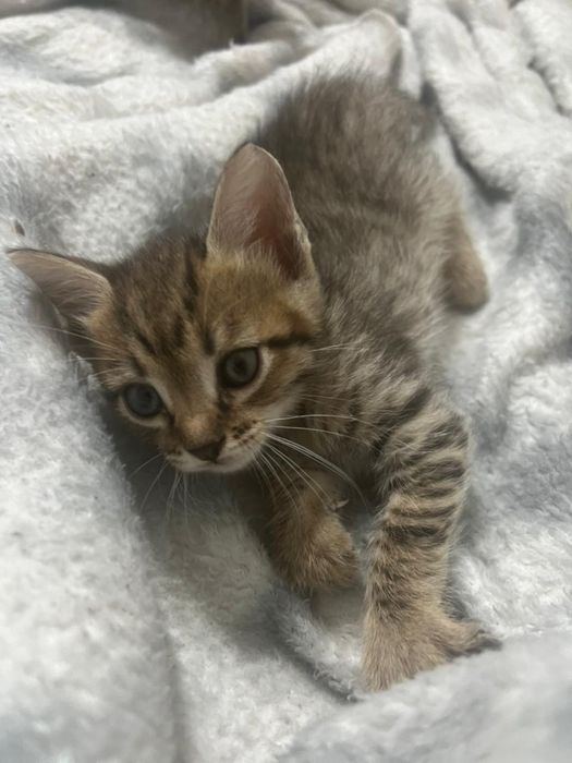 Котята 1,5 месяца