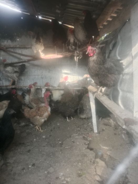 Куры продам 36 штук