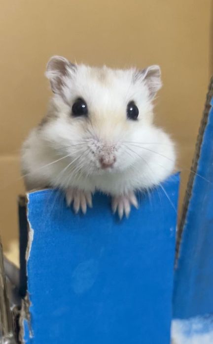 джунгарский хомяк