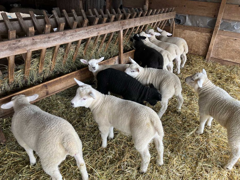 Vand berbecuti si mielute Texel de prasila line Marea Britanie