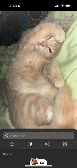 Отдам в добрые руки кошку