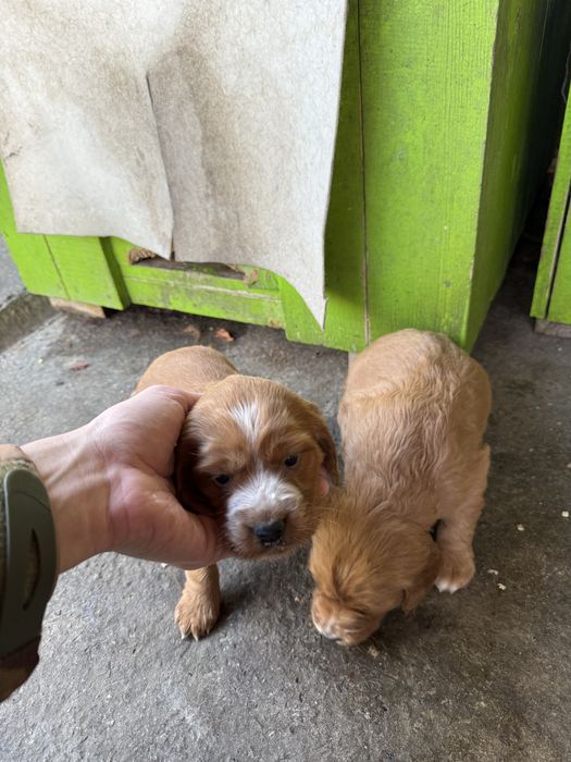 Щенки спаниеля и сеттера