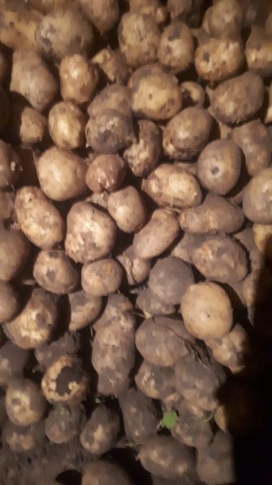 Продам картошку сорт Гала