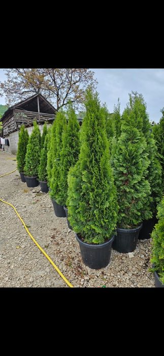 Vând tuia smaragd de mai multe dimensiuni