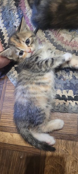 Продам котят красивые котята британцы