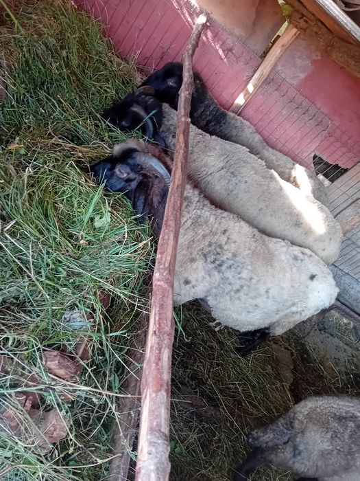 Oi carabaci de vânzare