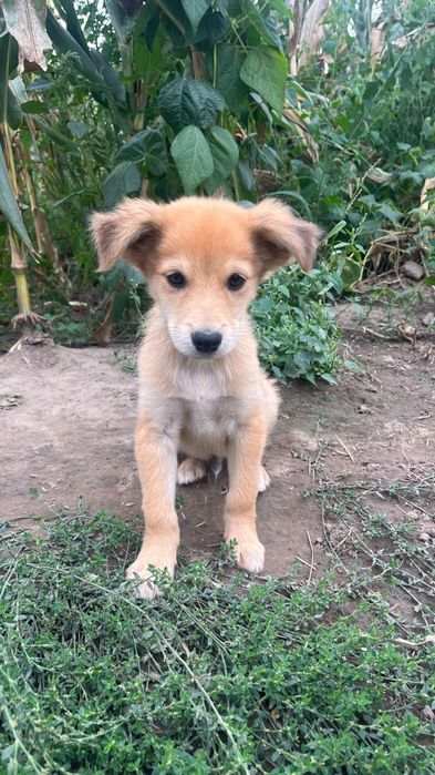 Catelusi pentru adoptie