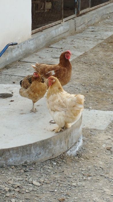 Продам куры Ломан Браун