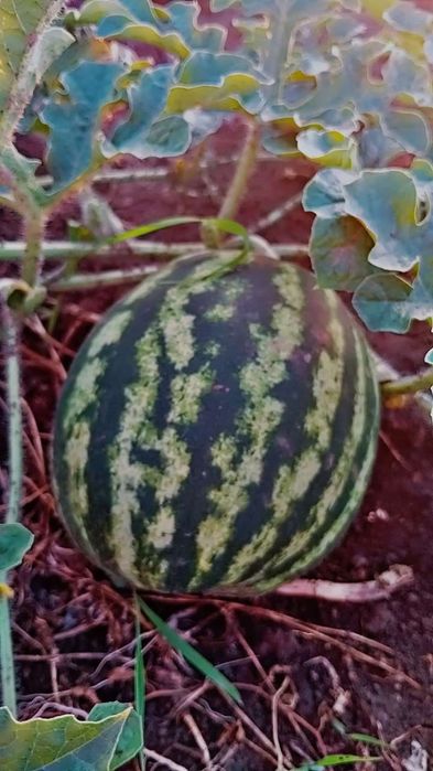 Vând pepeni de murat