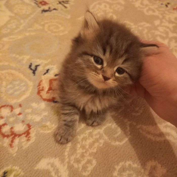 Британский котёнок мальчик 1 мес