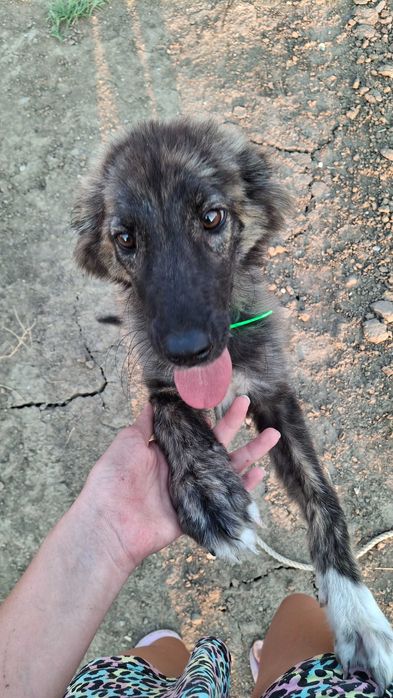 Безплатно женско куче