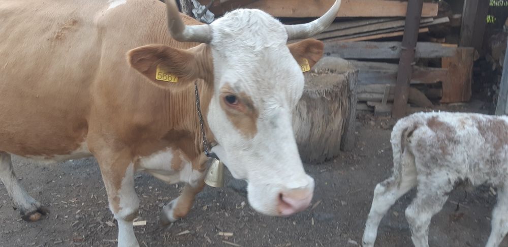Vand vaca baltata romaneasca de 7 ani cu vitea de 3 saptamani