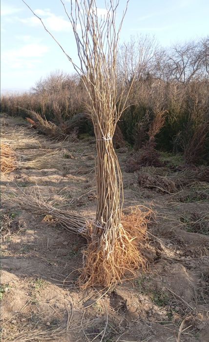 Япон тут балик тут Anor Anjir hurmo koʻchatlar