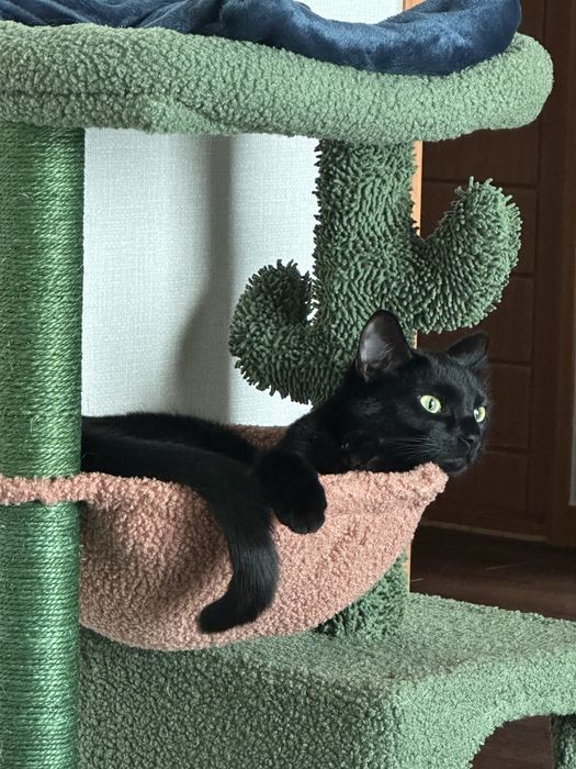 Подарявам мъжка котка