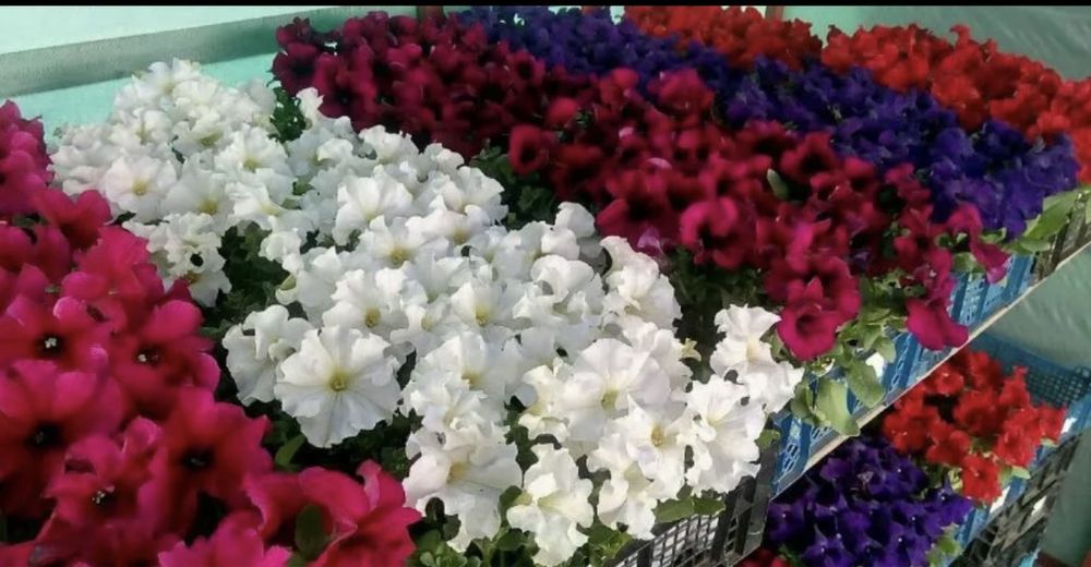 П е т у н и я - о д н о л е т к а