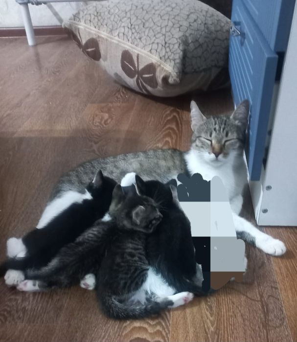 Котята в добрые руки