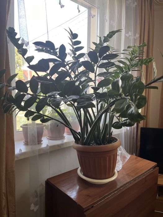 Цветок Замиокулькас