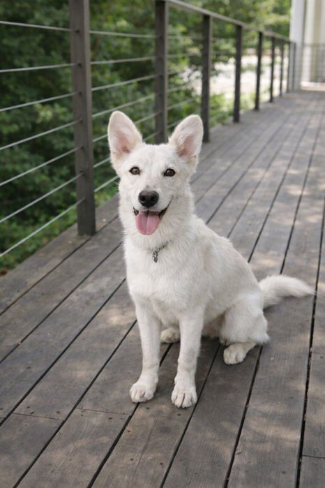 Активная и ласковая собака для дома