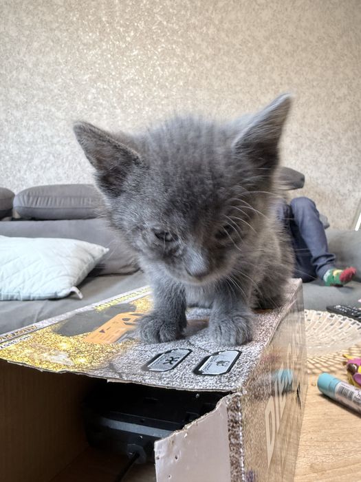 Подарявам котенца