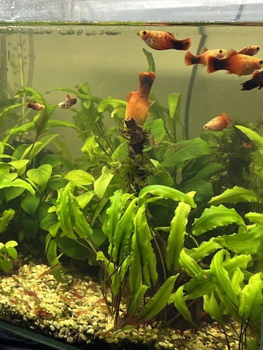 Аквариум 30 л.,40 л.