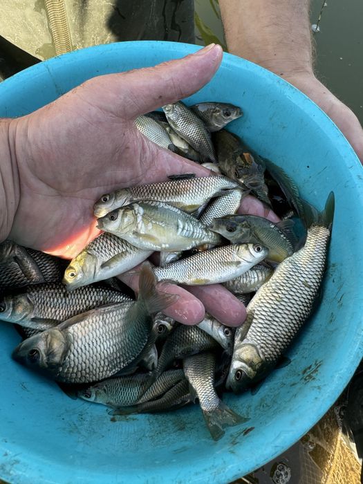 Малек. (Сиголетка)