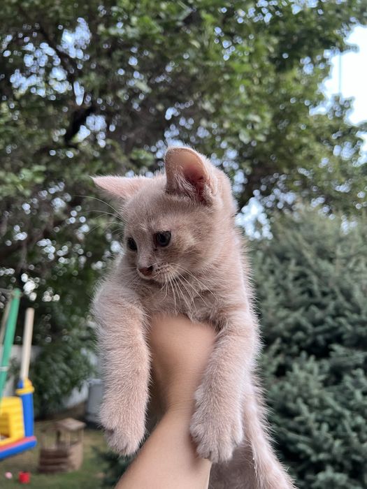 Отдам котенка в добрые руки
