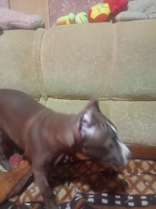 Продам Питбуля девочка